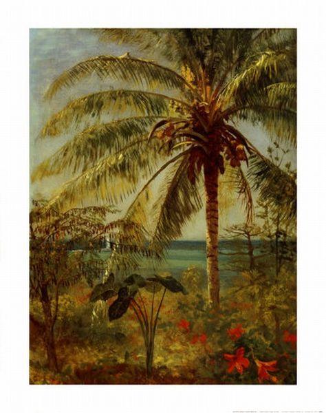 Albert Bierstadt Palm Tree, Nassau by Albert Bierstadt oil painting picture
